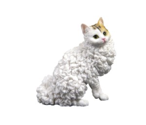 6579 Selkirk Rex