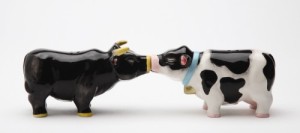 8162 Cows
