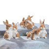 Animals