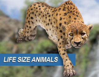 Life Size Animals